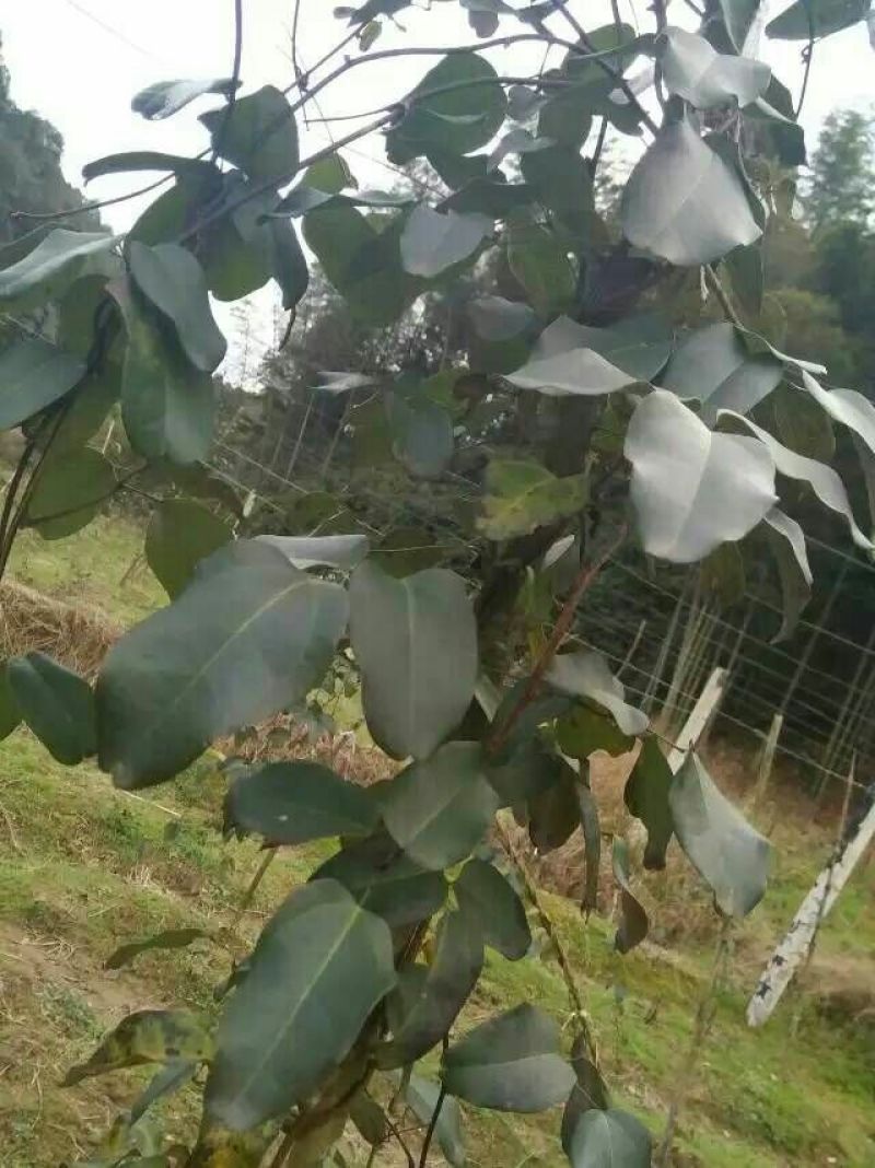 八月瓜苗