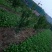 大叶菠菜15~20厘米