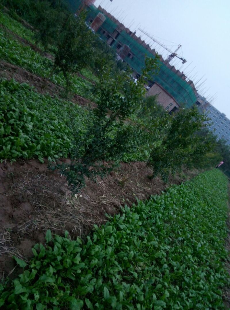 大叶菠菜15~20厘米
