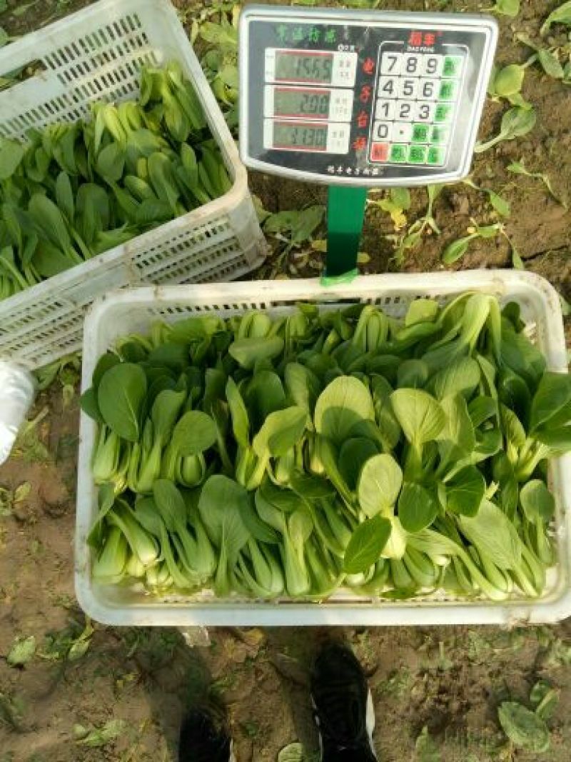 青梗菜