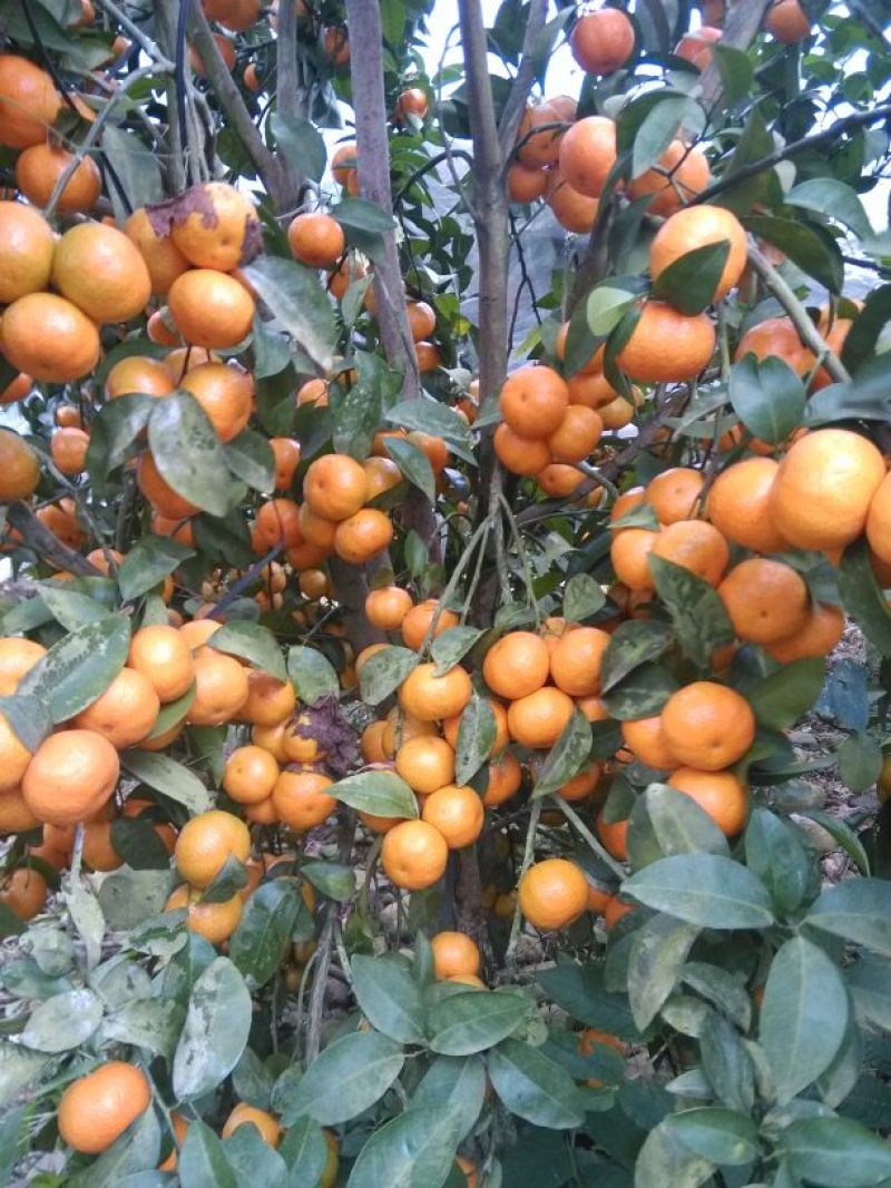 沙糖桔苗50~80cm