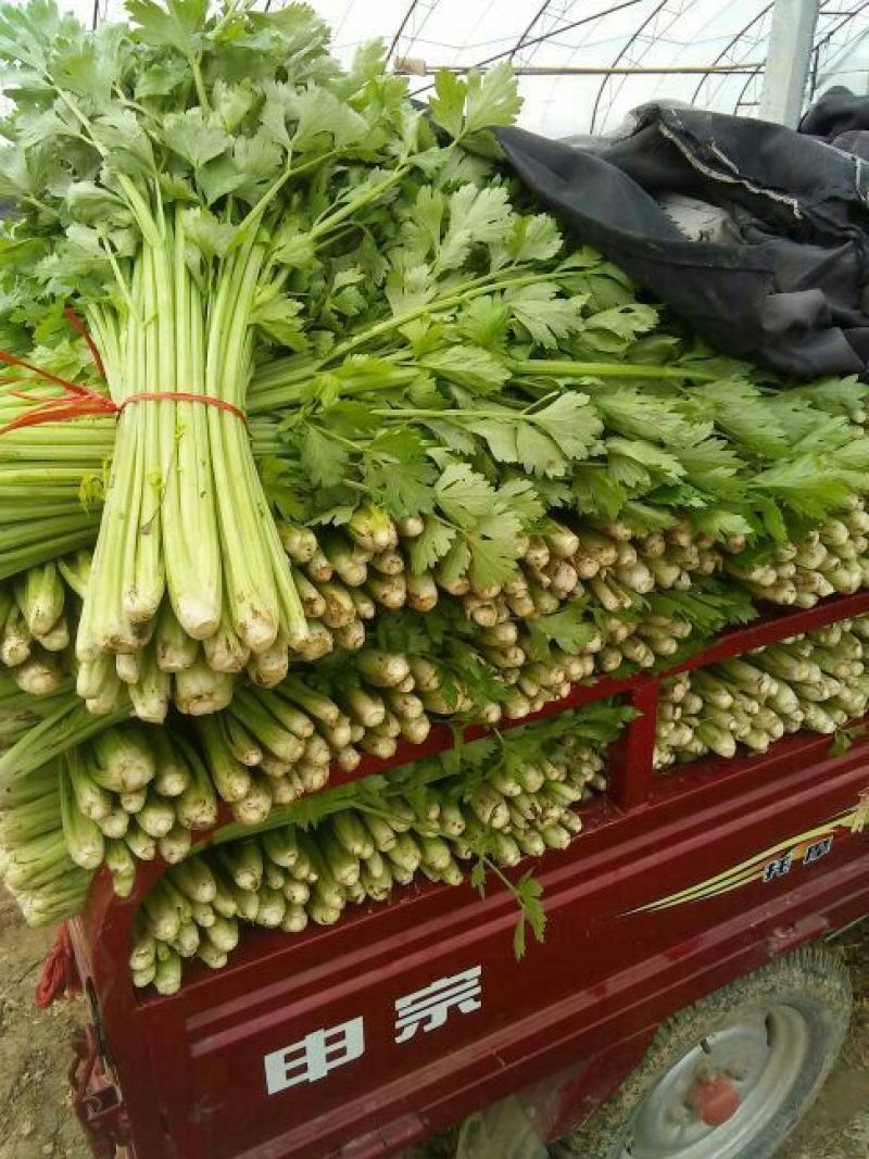 西芹金乡县西芹质优价廉