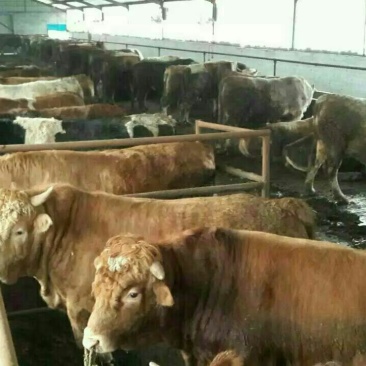 牛犊200~300kg