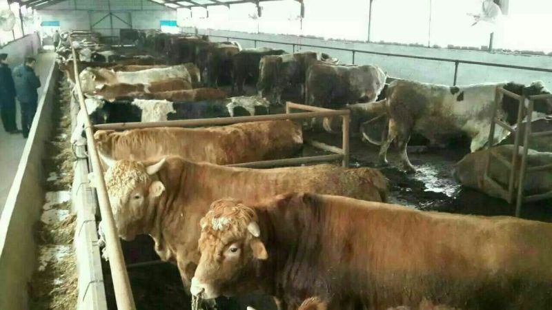 牛犊200~300kg