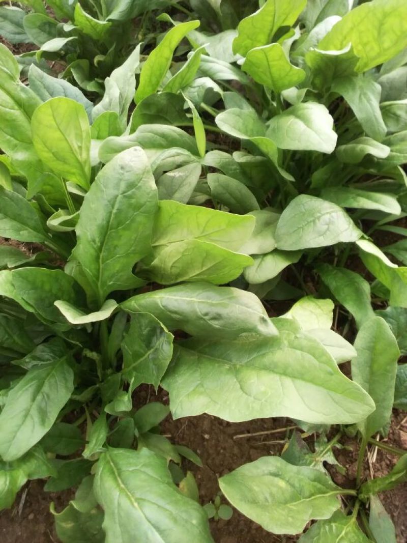 小叶菠菜20~25厘米