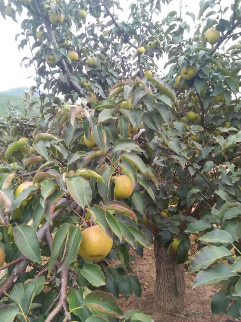 苹果梨500~550g纸箱