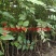 花椒苗1~2年