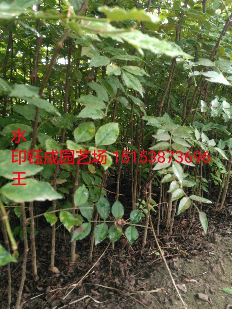 花椒苗1~2年
