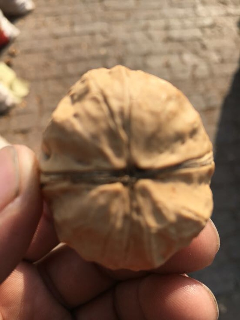 薄皮核桃