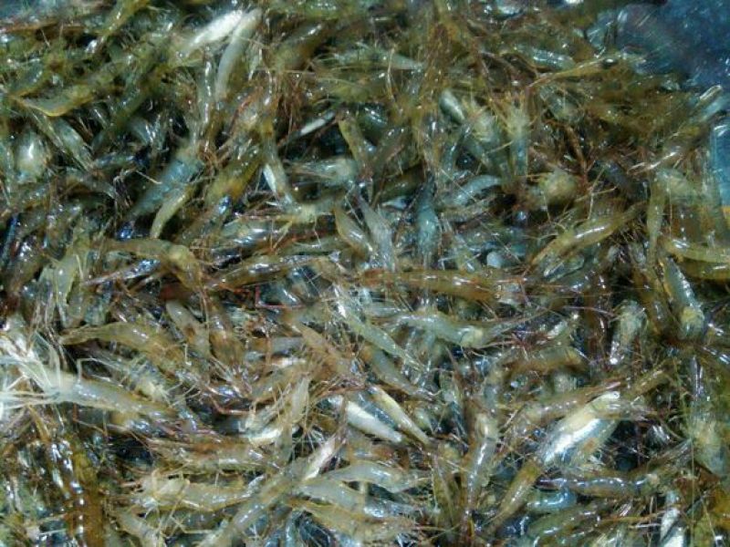 河虾活虾16~20只/kg