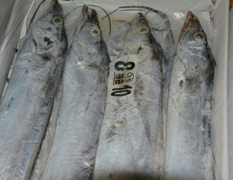 带鱼2~3公斤深海带鱼全国各地均可直达