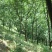 山核桃