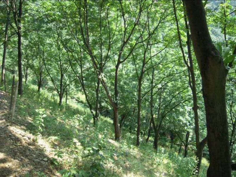 山核桃
