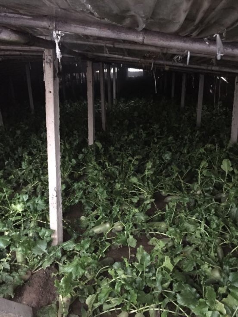 天津卫青萝卜