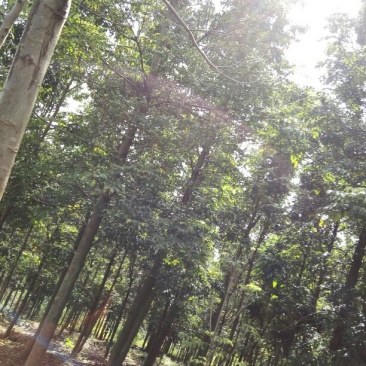 出售广伞枫10-35公分