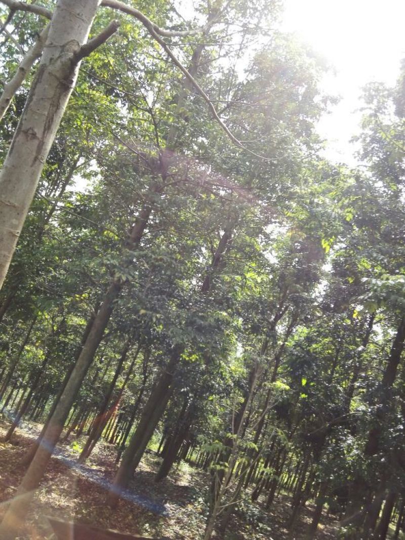 出售广伞枫10-35公分