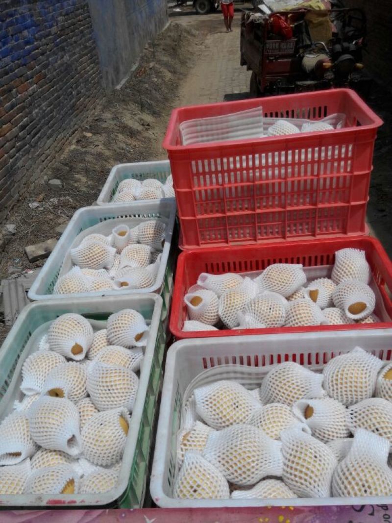 山东冠县水果基地丰水梨纸袋300~350g
