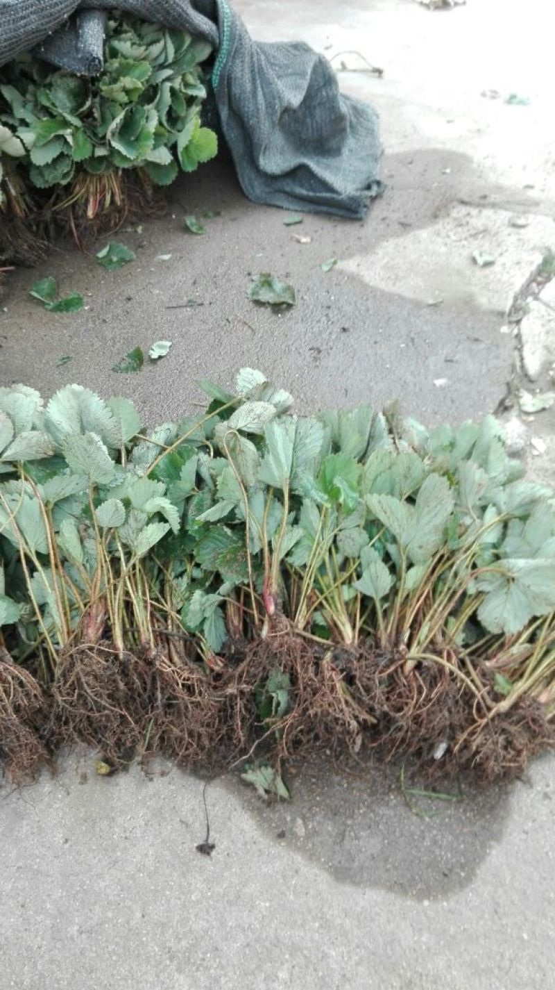 全明星草莓苗10~20cm