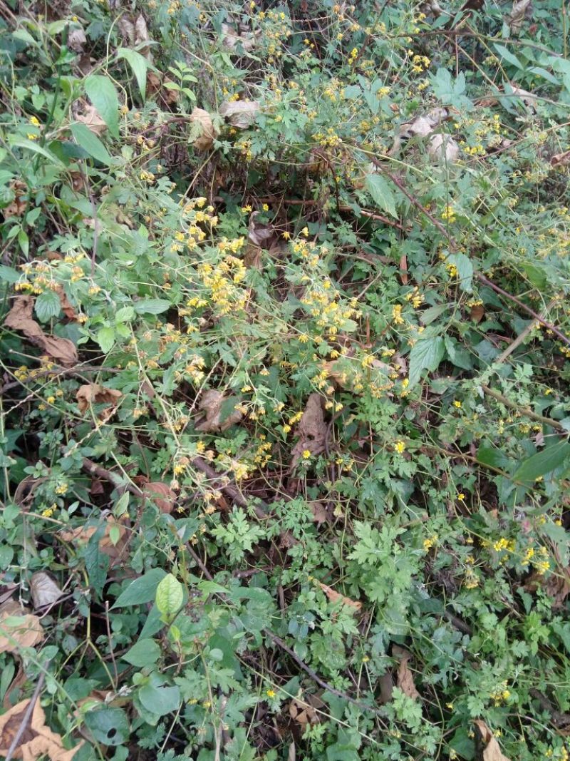野菊花统货