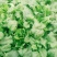 菠菜20~25厘米