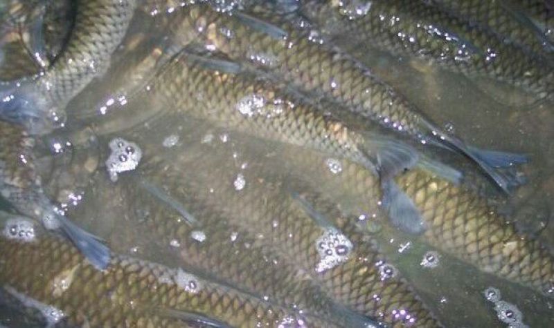 鲤鱼食用0.5~1公斤