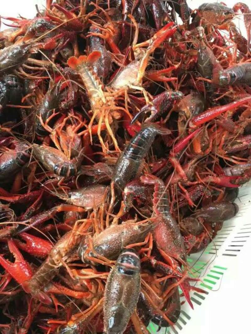 小龙虾食用4~6钱活虾