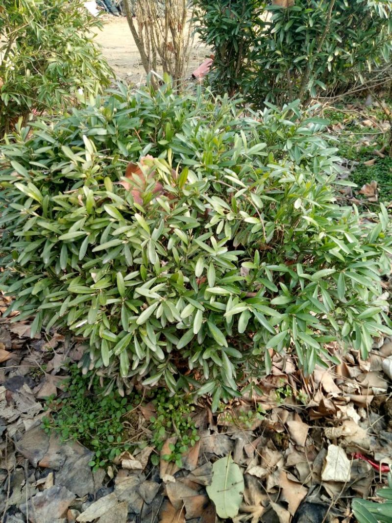 雀舌黄杨苗20~30cm