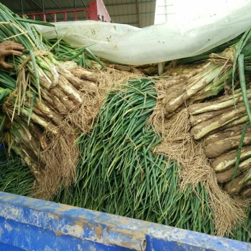 红葱大葱35~40cm毛葱2cm左右