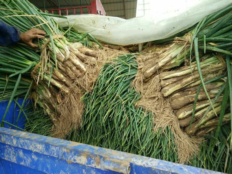红葱大葱35~40cm毛葱2cm左右