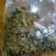 普洱茶