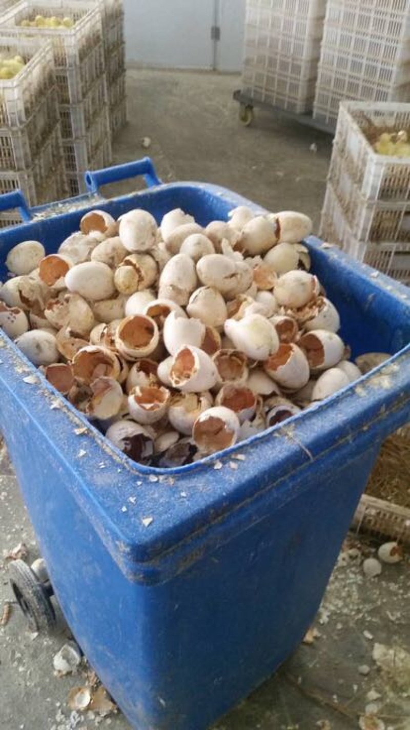 泰州白鹅鹅苗