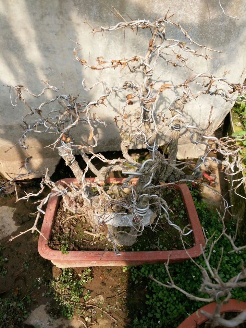 花卉盆景，小老桩有喜欢的联系