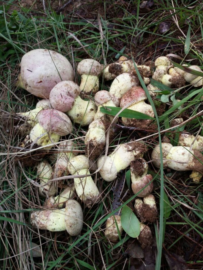 野生菌