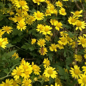 野菊花统货