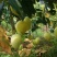 芒果1斤以上10斤装的