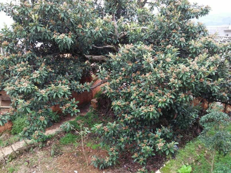 枇杷0.4两以上