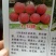 红不软桃树苗80cm以上
