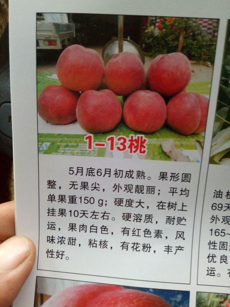 红不软桃树苗80cm以上