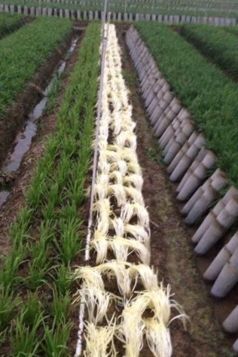 韭黄