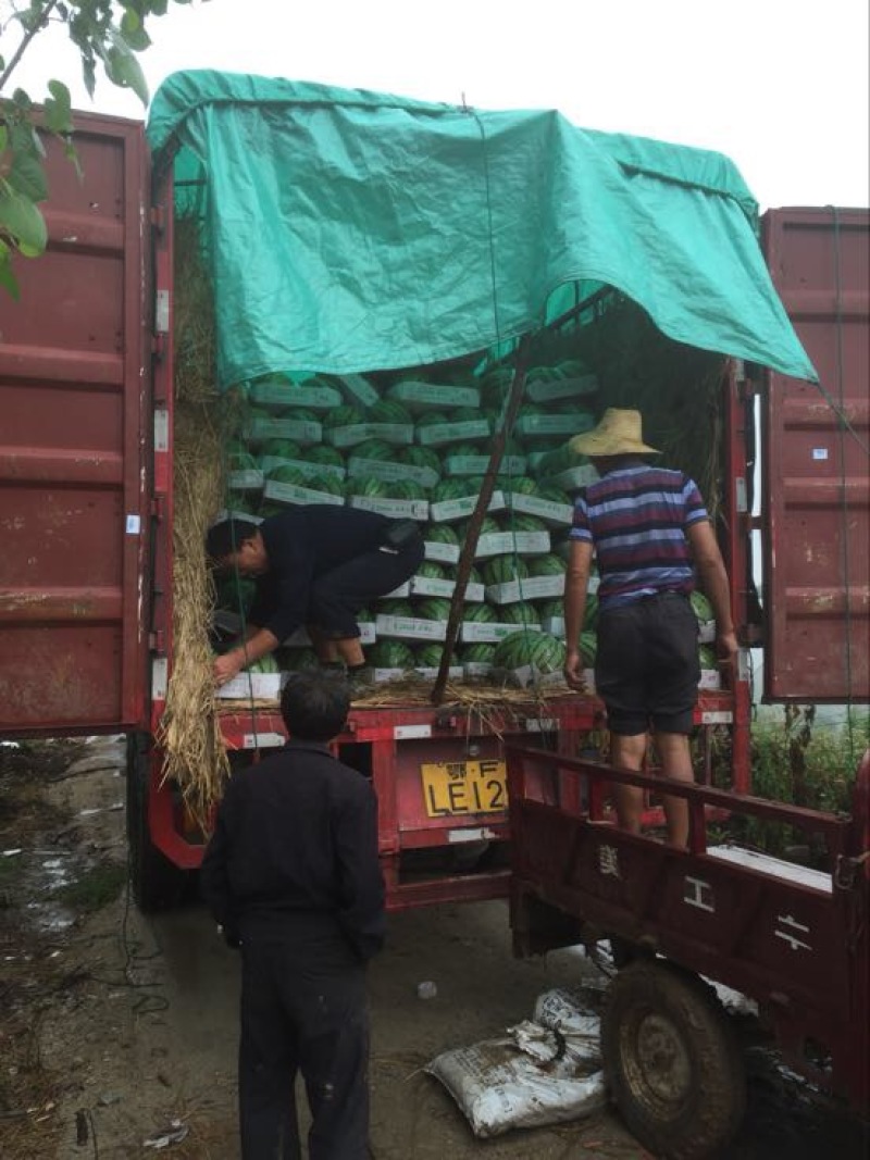 万亩大棚8424，美都西瓜已上市！支持产地看货