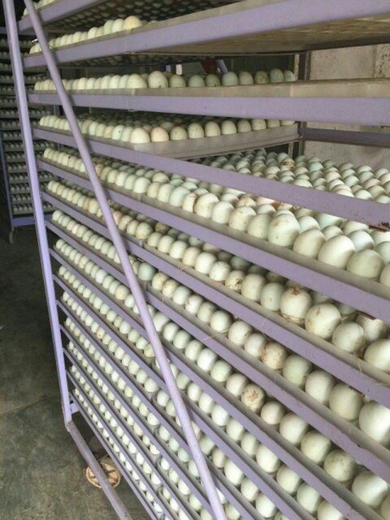 鹅苗250g以下