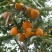 柿树20cm以上16~18cm4米以上