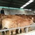 黄牛200~300kg
