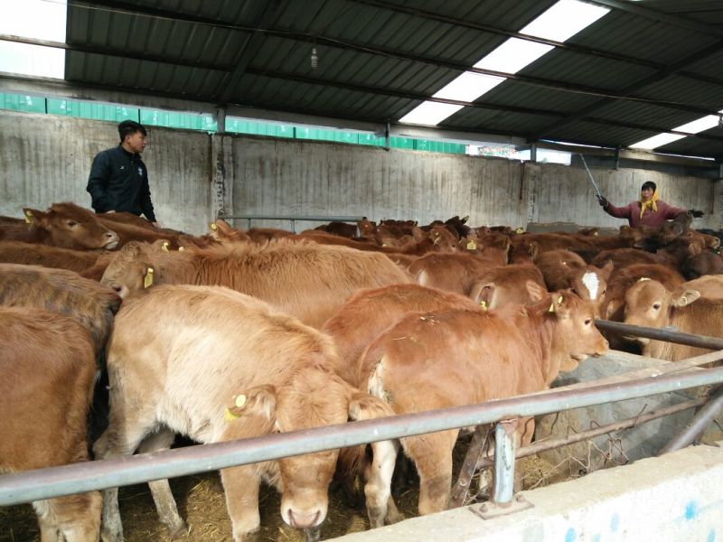 黄牛200~300kg