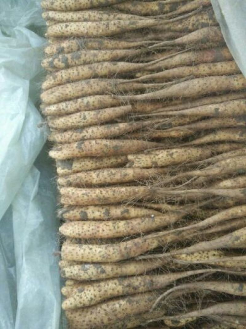 白玉山药4~6厘米通货40~50厘米