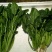 秋菠菜20~25厘米