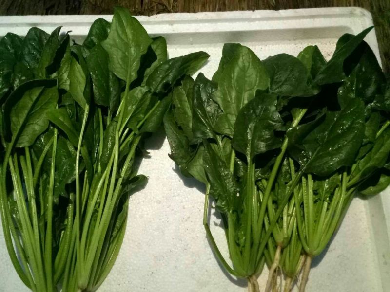 秋菠菜20~25厘米