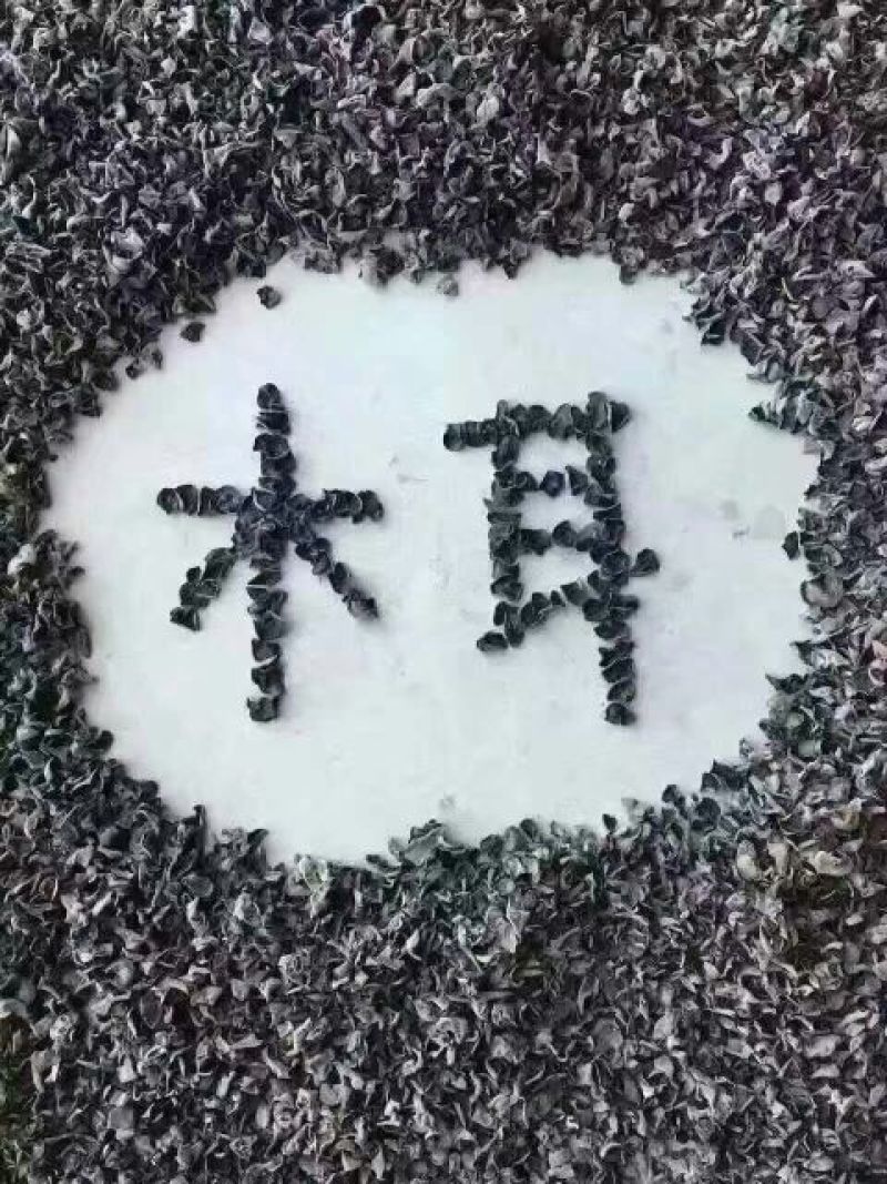 秋耳一级