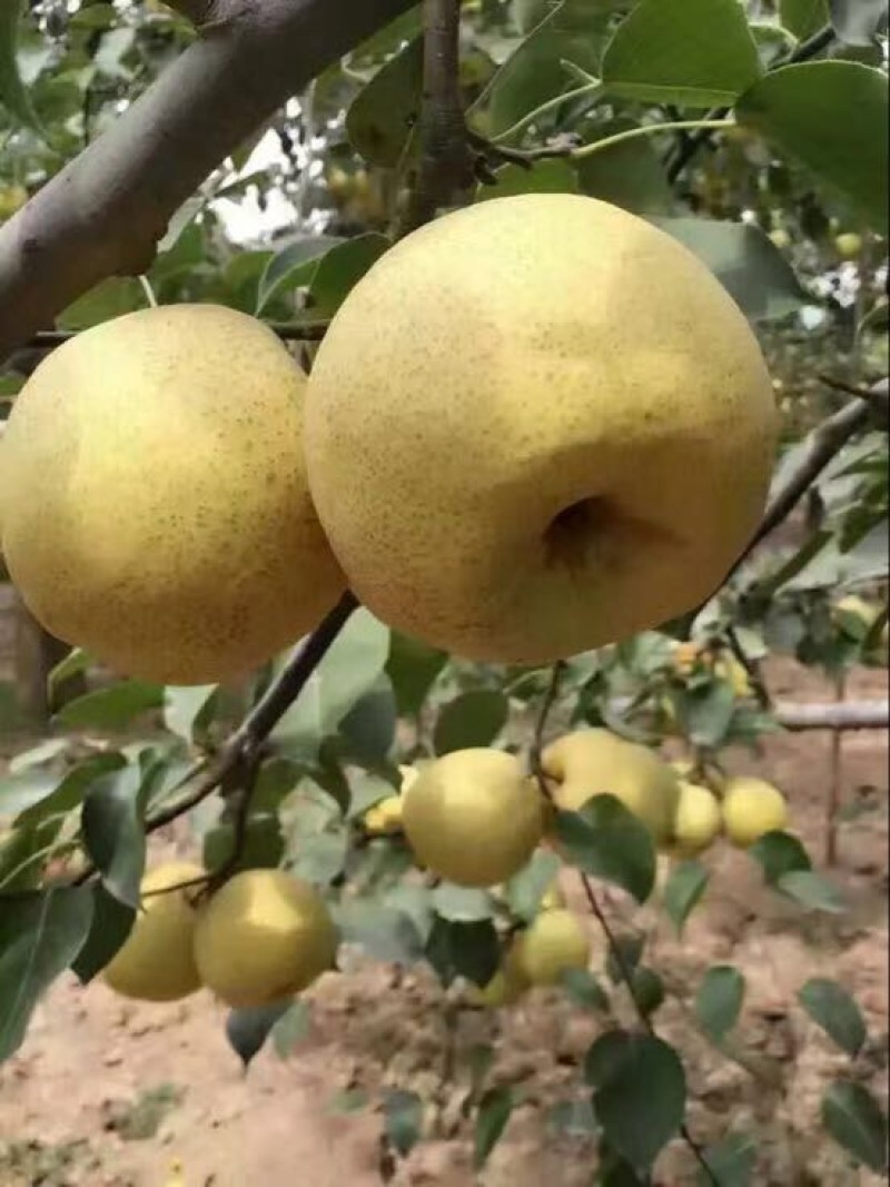 贡梨