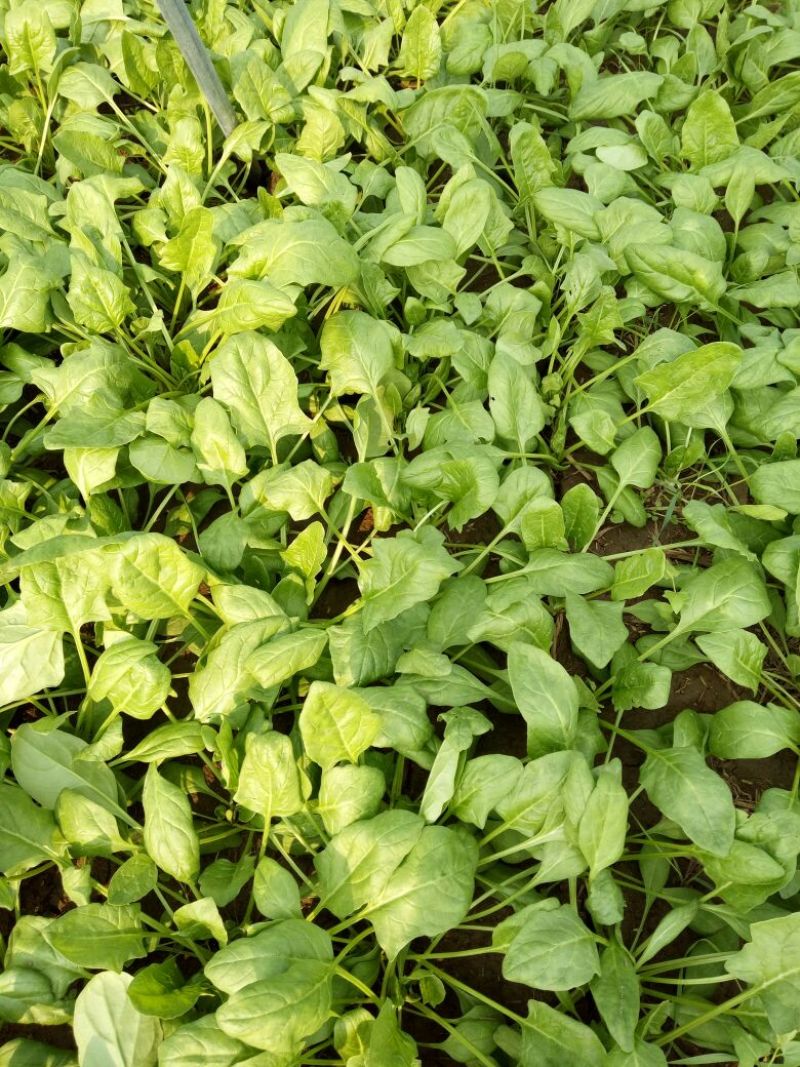 越冬菠菜25~30厘米